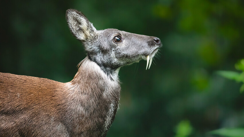 Facts About The Siberian Vampire Deer Russia Beyond