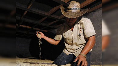 El sector agrícola en Colombia, campo de combate de transnacionales y campesinos