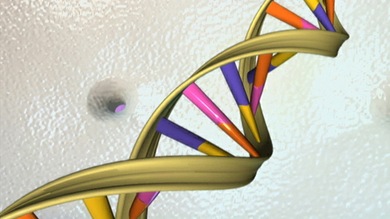 El secreto de la longevidad está en los genes