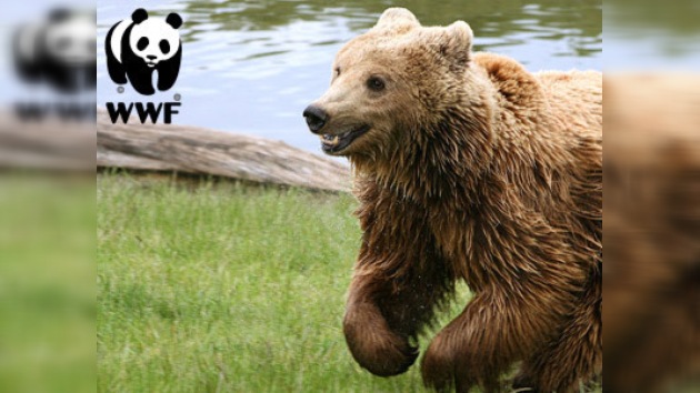 WWF lanza una campaña para prevenir la extinción de los osos rumanos