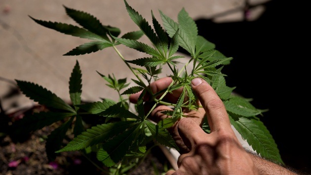 Se busca experto en marihuana: razón en el gobierno de Washington