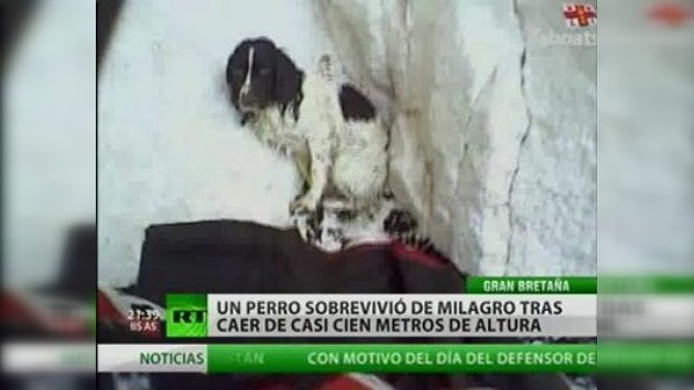 Un perro sale vivo tras caer de un acantilado de casi 100 metros de altura