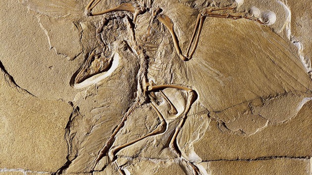 Hallan en China a un fósil de un dinosaurio probable primer ancestro de las aves