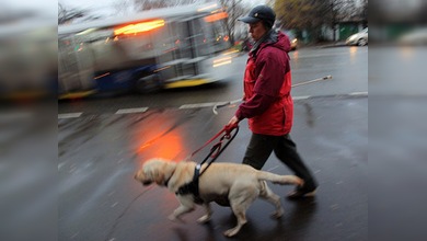 Los perros que se convierten en sus ojos