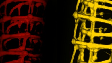 Las células se 'lían' con nanocables: ¿germen de la creación masiva de robots?