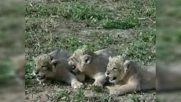 Israel feliz por el nacimiento de cachorras de león