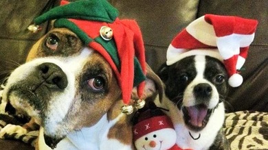 Un perro enfermo terminal completa una lista adorable de cosas antes de morir