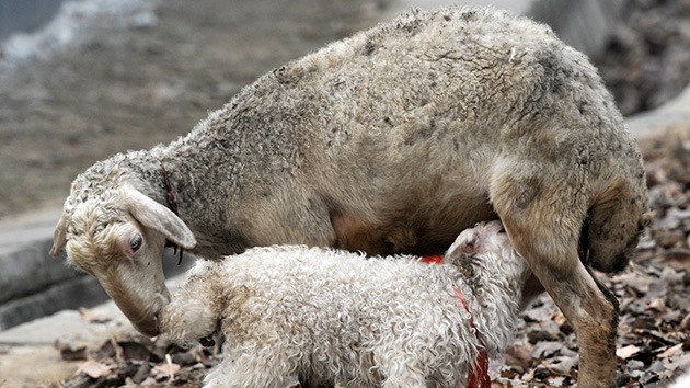 Nace la oveja-araña: un cordero mutante con ocho patas y tres ojos sorprende a Kazajistán