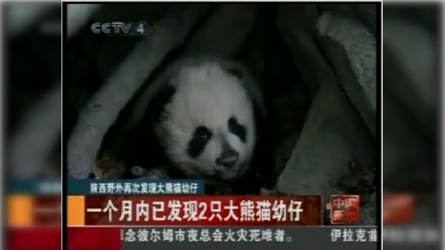 Nació un cachorro de panda en China