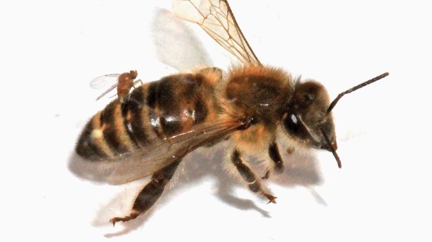¿Qué mosca le ha picado a las abejas de EE.UU.?: Un parásito las convierte en 'zombi'
