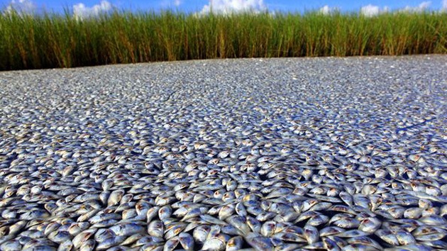Autoridades rusas investigan muerte masiva de peces en las costas de San Petersburgo