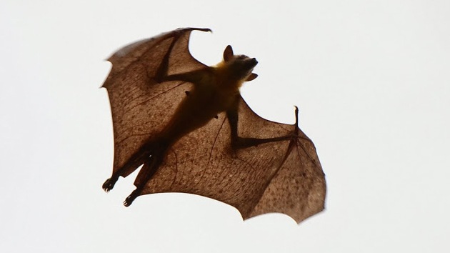 Las colonias migratorias de murciélagos de la fruta son portadoras del ébola