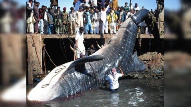 Pesca sorpresa: sacan muerto a un tiburón ballena de 12 metros en Pakistán
