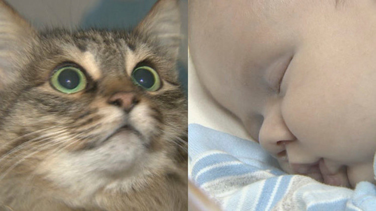 Video: La heróica gata que salvó a un bebé abandonado 
