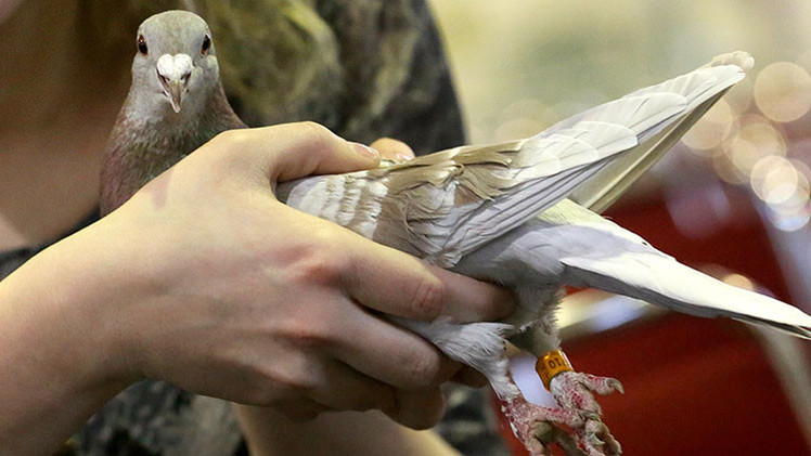 Revelan qué hacían en Vietnam las 'palomas espias' de China
