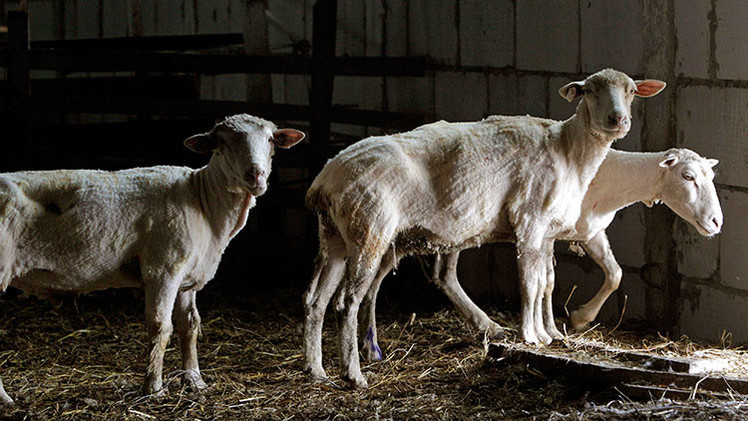 Un laboratorio de EE.UU. tortura brutalmente a animales para vender su carne