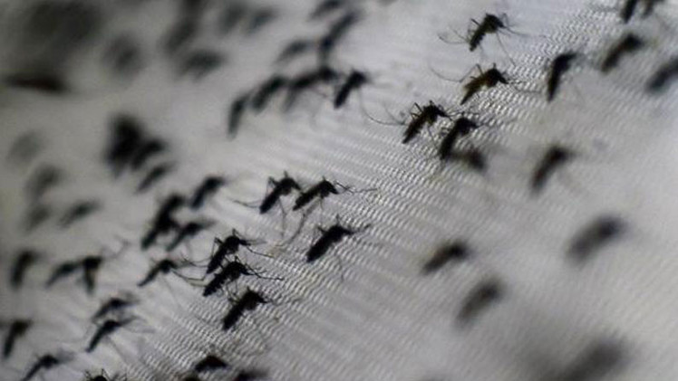 Adiós a la privacidad: Científicos advierten que los robots-mosquito robarán muestras de ADN