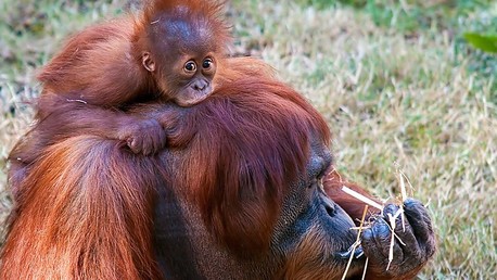 Detectan entre primates el mismo principio que rige en las redes sociales