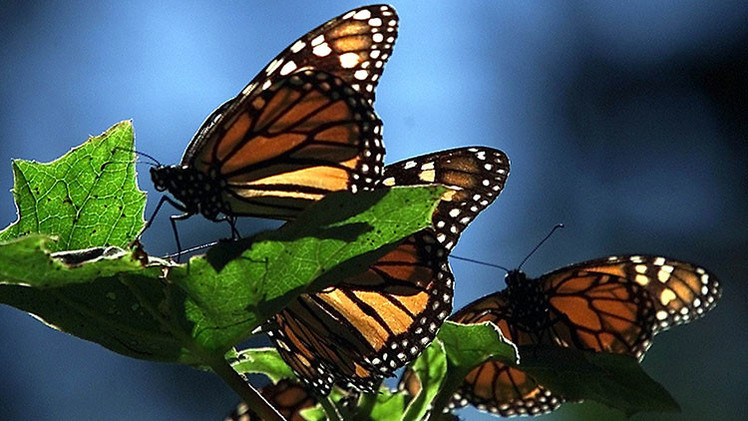 Monsanto deja al borde de la extinción a la mariposa más emblemática de Norteamérica