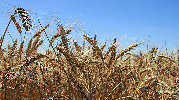 Diputados alemanes hallan a Monsanto en Ucrania: "El conflicto se utiliza para la venta de tierras"