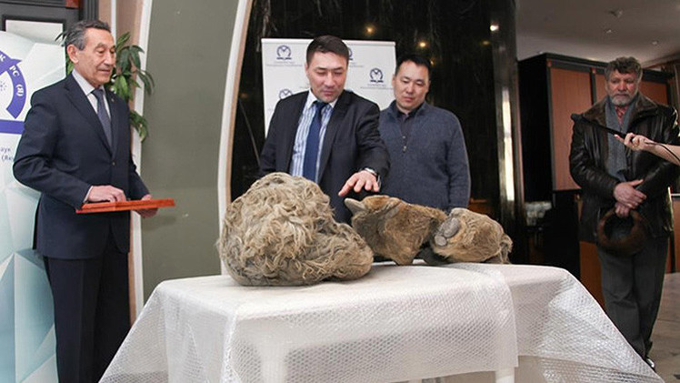 Video: Hallan por primera vez restos de una cría de rinoceronte lanudo en Siberia