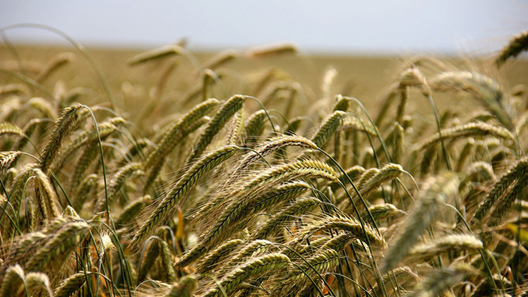 Monsanto estaría comprando tierras ucranianas para sembrar OGM prohibidos