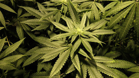 La marihuana puede ser eficaz contra la depresión