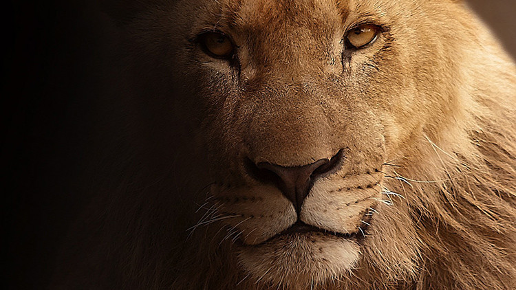 ¿Por qué la muerte de un león vale más que la de 100 personas?