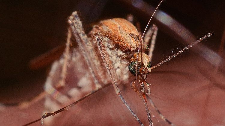 El nuevo gigante Alphabet investigará para crear mosquitos mutantes
