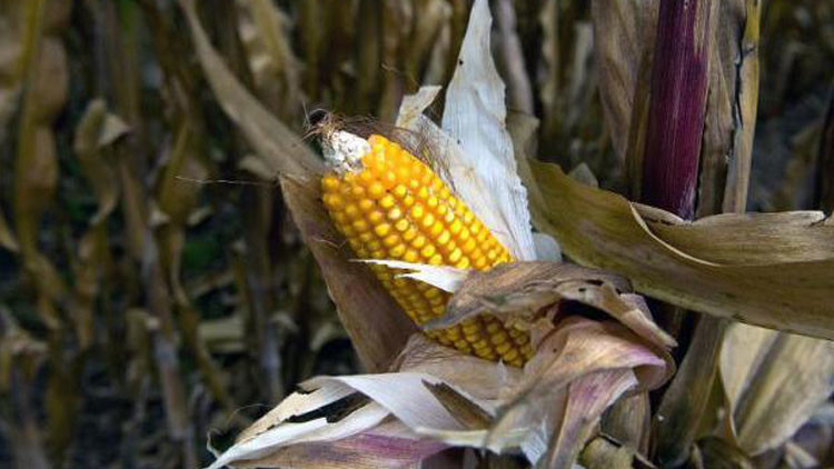 Monsanto en México: Un juzgado desbloquea la prohibición del maíz transgénico 