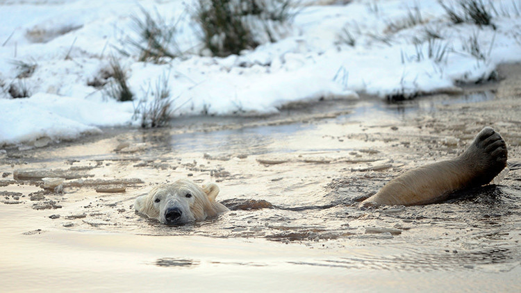 Fotografía impactante de una desnutrida osa polar suscita alarma sobre el cambio climático