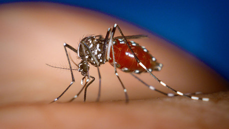 Chikunguña