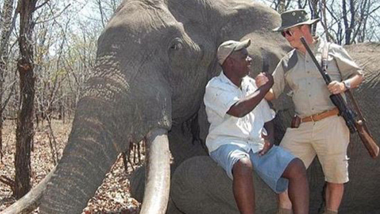 La caza de uno de los elefantes más grandes de Zimbabue indigna al mundo