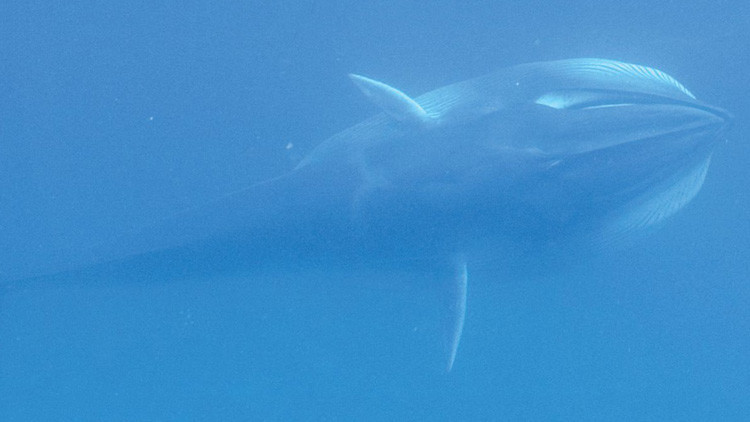 Fotos: Biólogos registran por primera vez imágenes de la ballena más rara de la Tierra