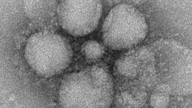 Peligro de epidemia mundial: Aparece un virus mortal capaz de pasar de los murciélagos a los humanos