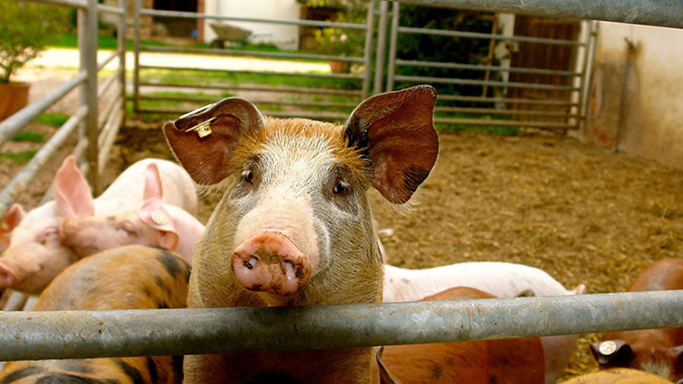 El Reino Unido puede permitir el cultivo de órganos humanos en cuerpos de animales