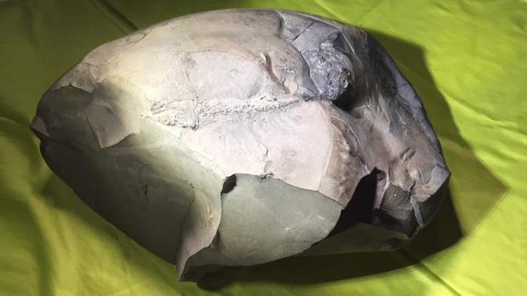 Descubren en Colombia el fósil de un pez "único" de 130 millones de años