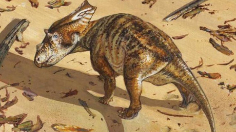 El esqueleto íntegro de un dinosaurio 'bebé' de 75 millones de años entusiasma a los científicos