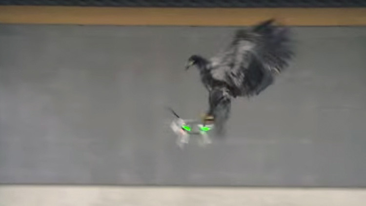 Video: Águilas adiestradas 'cazan' drones en Países Bajos
