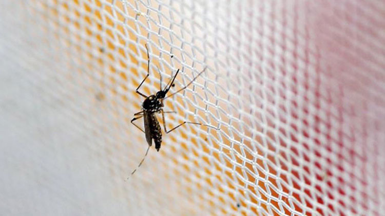 China prepara un ejército de mosquitos de laboratorio para eliminar al virus del Zika
