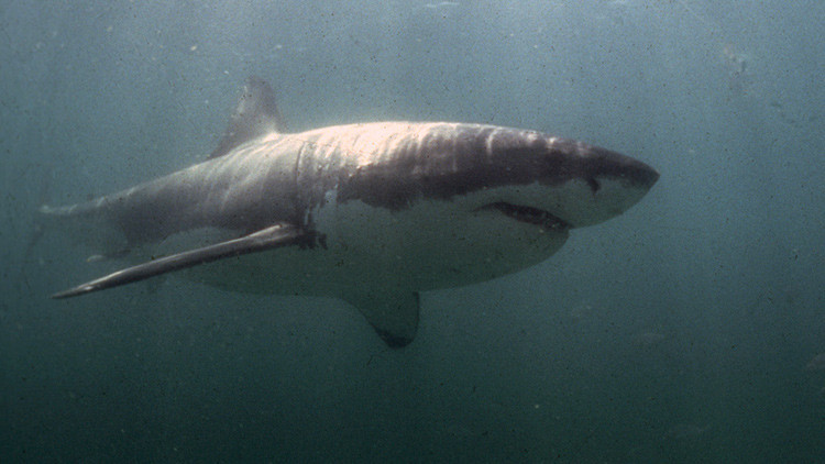 'Acusan' a los tiburones blancos de comerse los tiburones más grandes del mundo