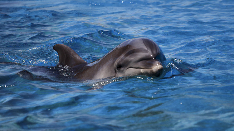 Sacan a un raro delfín del mar para hacerse selfis con él y lo matan (Video, Fotos)