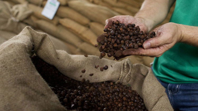 Dos grandes empresas de café admiten el riesgo del trabajo 'esclavo' en su cadena de suministro