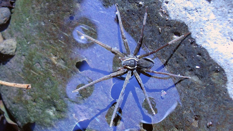 Encuentran una extraoridinaria araña que se alimenta de sapos gigantes