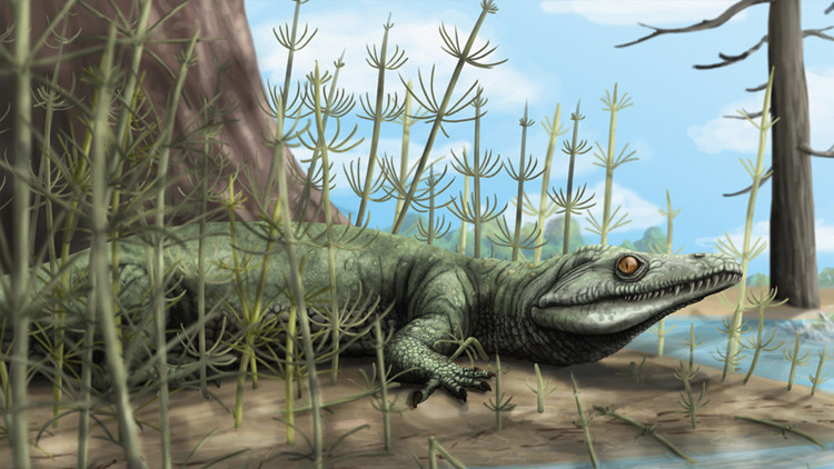 'Lagarto feroz': Descubren en Brasil una nueva especie que vivió antes de los dinosaurios