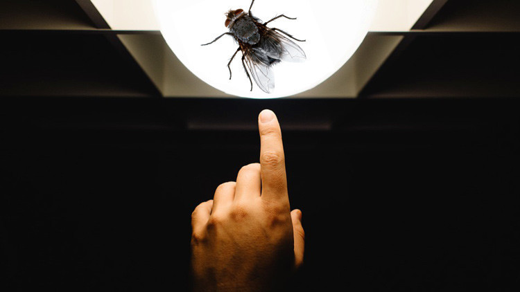 Diputado argentino vota a favor porque una mosca le hizo levantar la mano (Video)