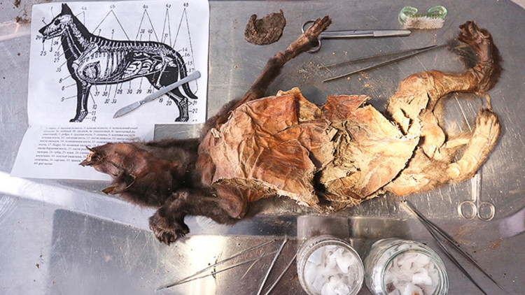 Hallan en Siberia un cachorro de 12.500 años con el cerebro muy bien preservado
