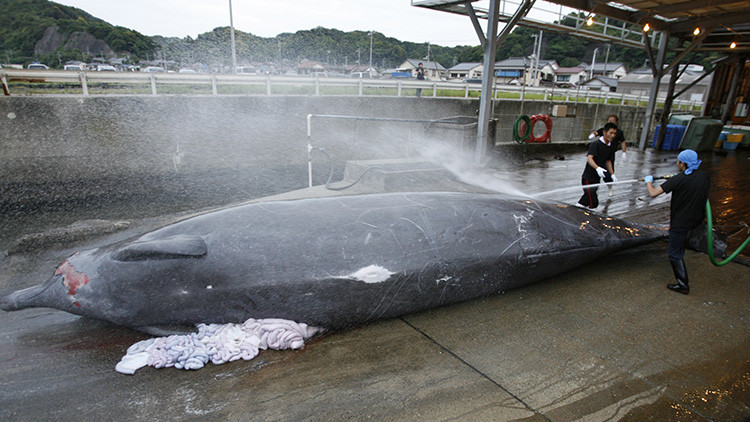 Un mar de sangre: Japón mata más de 200 ballenas embarazadas