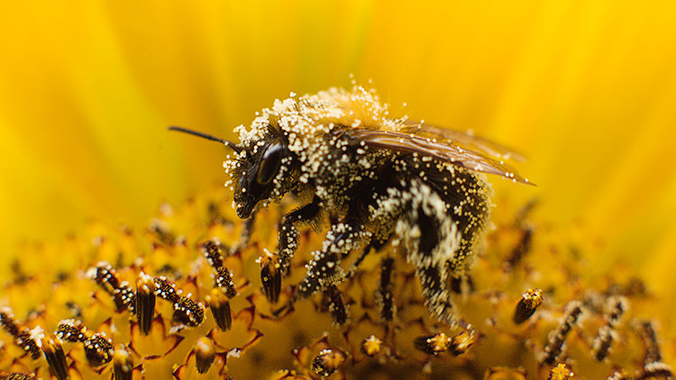 Fin del holocausto de las abejas: una empresa de EE.UU. retira sus productos con un químico mortal