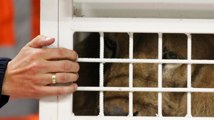 'Madagascar': 33 leones rescatados de circos en Sudamérica serán liberados en África (video)